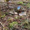 04 Aktion April 25 Feen und Wichtelwald